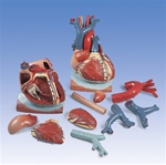 Heart Anatomy on Diaphragm Model, 3 times life size, 10 part model